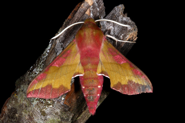 Deilephila porcellus - Copyright Denis Bourgeois